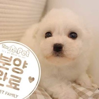 비숑프리제 ♀ 01.03 분양완료