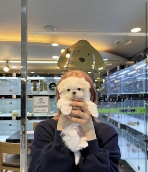 말티즈 분양후기 [23.03.03]