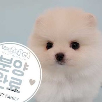 포메라니안 ♀ 02.27 분양완료