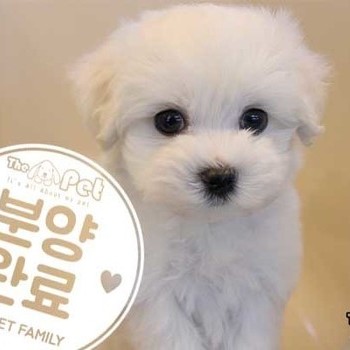말티푸 ♂ 10.30 분양완료