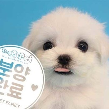 말티즈 ♂ 06.29 분양완료