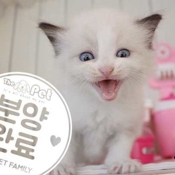 렉돌 ♂ 9.1 분양완료