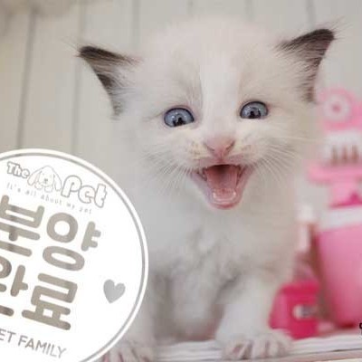 렉돌 ♂ 9.1 분양완료