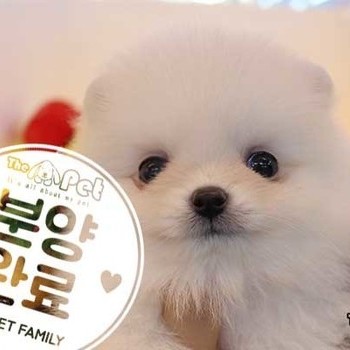 포메라니안 ♂ 11.04 분양완료