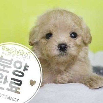 말티푸 ♀ 05.27 분양완료