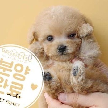 푸들 ♀ 12.16 분양완료