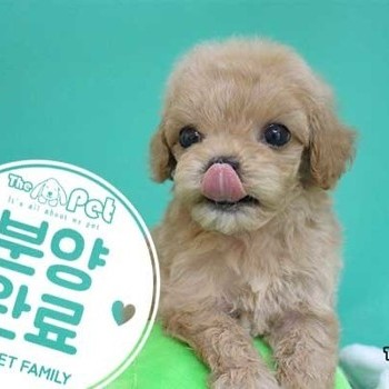 말티푸 ♂ 04.14 분양완료