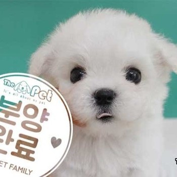 비숑프리제 ♂ 04.06 분양완료