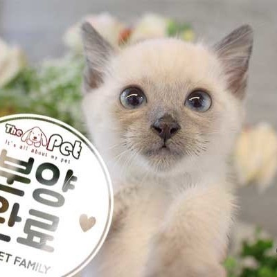 샴 ♂ 9.1 분양완료