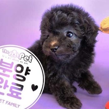 푸들 ♀ 10.22 분양완료