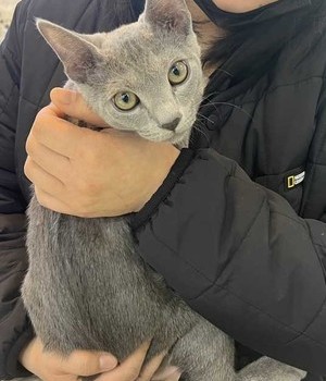 러시안블루 분양후기 [24.2.20]