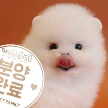 포메라니안 ♂ 08.19 분양완료