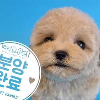말티푸 ♂ 5.24 분양완료