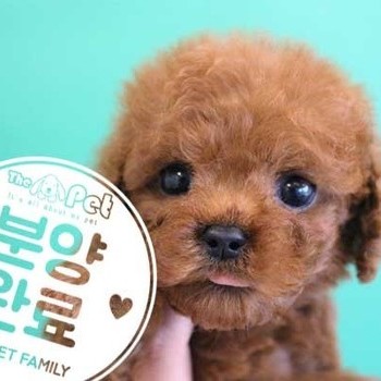 푸들 ♂ 09.30 분양완료