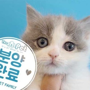 먼치킨 ♂ 3.25 분양완료