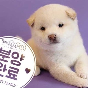 시바이누 ♂ 8.23 분양완료