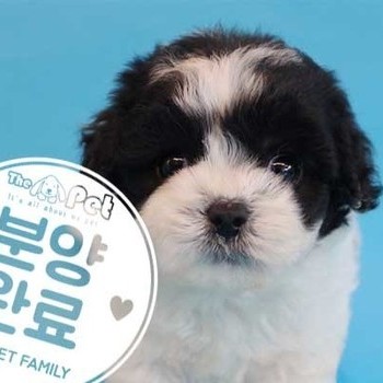 말티푸 ♂ 5.24 분양완료