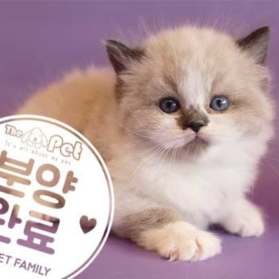 랙돌 ♀ 10.22 분양완료