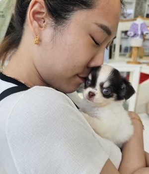치와와 분양후기 [24.7.28]