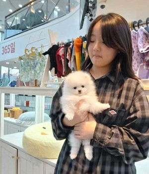 포메라니안 분양후기 [24.11.10]