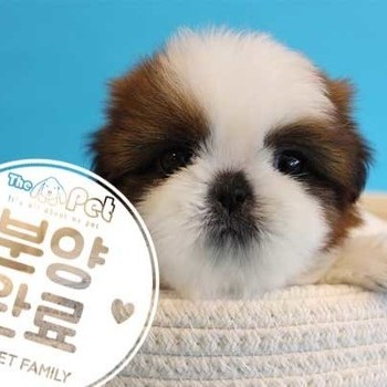 시츄 ♂ 12.08 분양완료