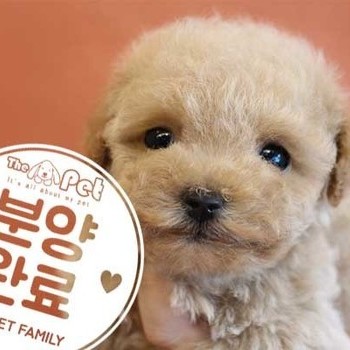 푸들 ♀ 7.22 분양완료