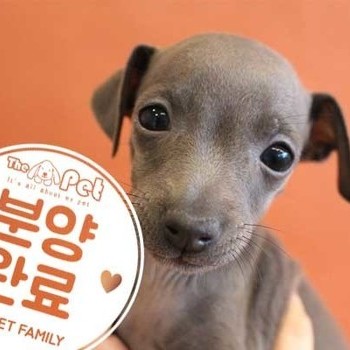 이탈리안그레이하운드 ♀ 10.17 분양완료