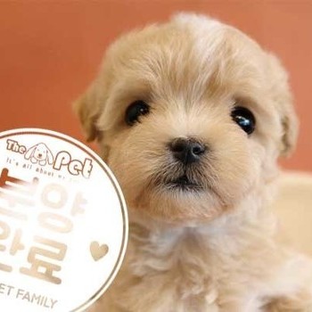 말티푸 ♀ 12.15 분양완료