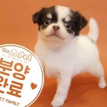 장모치와와 ♀ 5.18 분양완료