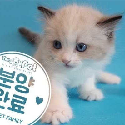 랙돌 ♀ 8.12 분양완료