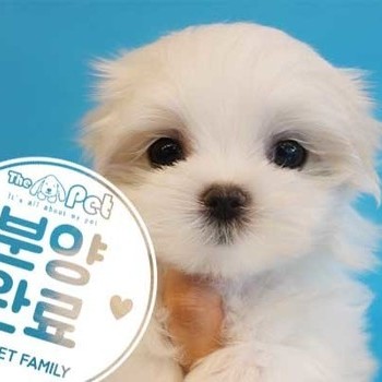 말티즈 ♀ 3.14 분양완료