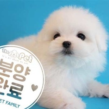 말티폼 ♂ 3.7 분양완료