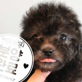 푸들 ♀ 7.9 분양완료