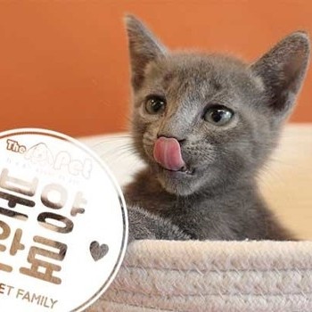 러시안블루 ♂ 7.22 분양완료