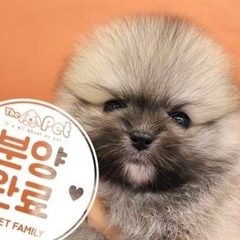 포메라니안 ♂ 10.14 분양완료