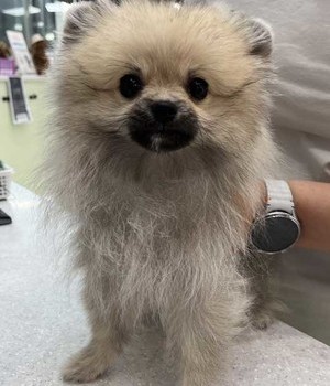 포메라니안 분양후기 [24.9.29]