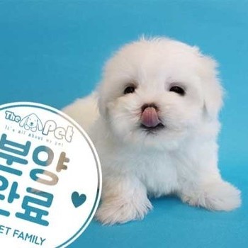 말티슈 ♀ 12.7 분양완료