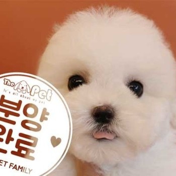 비숑프리제 ♂ 4.6 분양완료