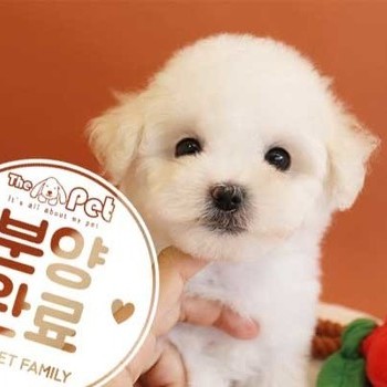 비숑프리제 ♀ 10.26 분양완료