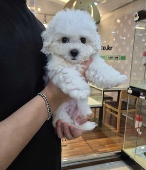 비숑프리제 분양후기 [24.7.20]