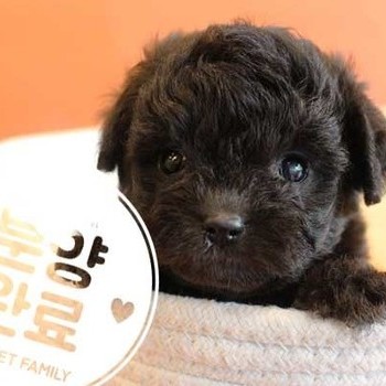 푸들 ♂ 7.23 분양완료