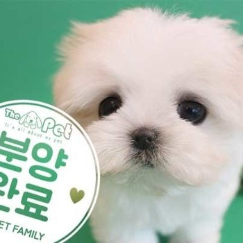 말티즈 ♂ 2.16 분양완료