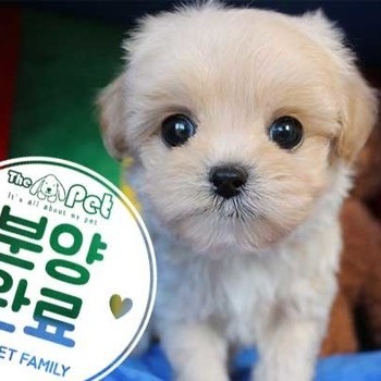 말티푸 ♂ 10.18 분양완료