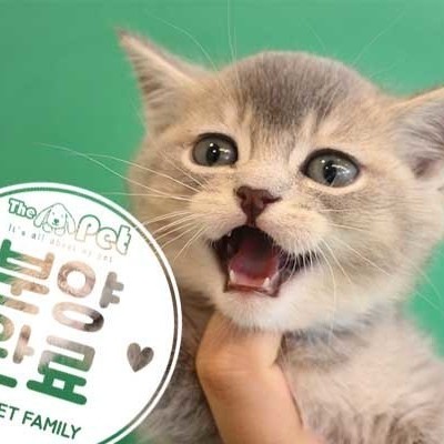 브리티쉬숏헤어 ♂ 2.15 분양완료