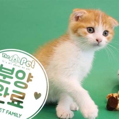 브리티쉬숏헤어 ♂ 11.03 분양완료