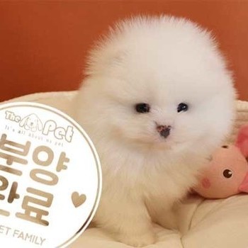 포메라니안 ♂ 12.1 분양완료