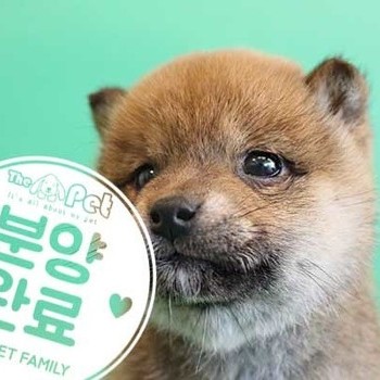 시바이누 ♀ 2.8 분양완료