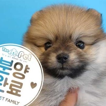 포메라니안 ♀ 3.15 분양완료