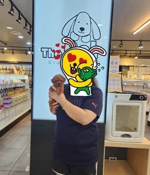 푸들 분양후기/중리점 [24.6.3]