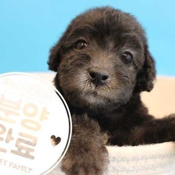 베들링턴테리어 ♀ 07.16 분양완료